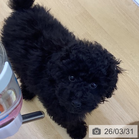 香川県のトイプードル(トイ) (ペットプラス 綾川店/2026年1月12日生まれ/男の子/ブラック)の子犬の3枚目の画像