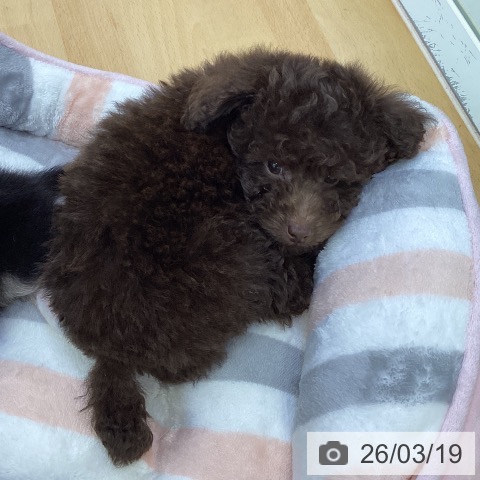 トイ・プードルの写真