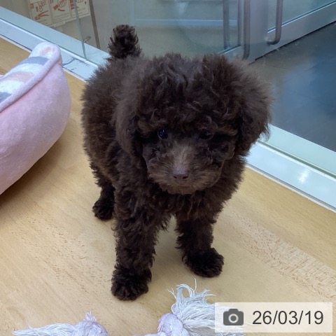 トイ・プードルの写真