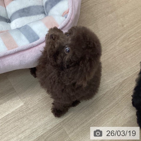 愛媛県のトイプードル(トイ) (ペットプラス 新居浜店/2026年1月12日生まれ/女の子/ブラウン)の子犬の4枚目の画像