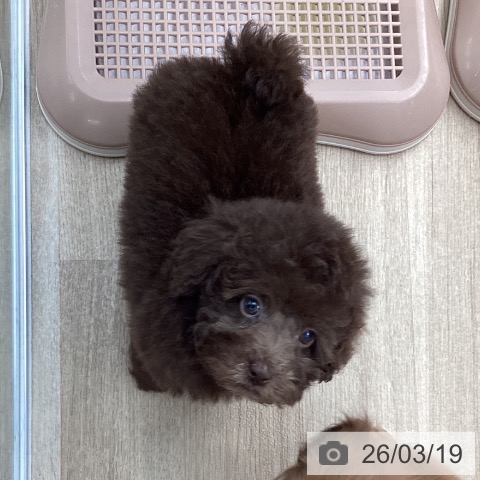 愛媛県のトイプードル(トイ) (ペットプラス 新居浜店/2026年1月12日生まれ/女の子/ブラウン)の子犬の3枚目の画像