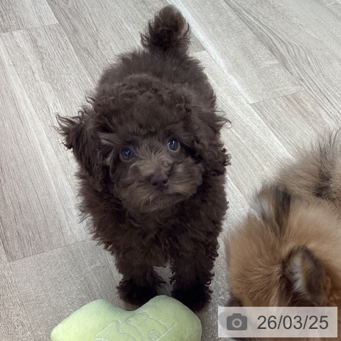 愛媛県のトイプードル(トイ) (ペットプラス 新居浜店/2026年1月12日生まれ/女の子/ブラウン)の子犬の3枚目の画像