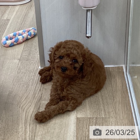 愛媛県のトイプードル(トイ) (ペットプラス 新居浜店/2026年1月14日生まれ/男の子/レッド)の子犬の4枚目の画像