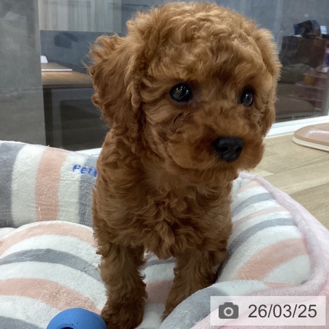 愛媛県のトイプードル(トイ) (ペットプラス 新居浜店/2026年1月14日生まれ/男の子/レッド)の子犬の3枚目の画像