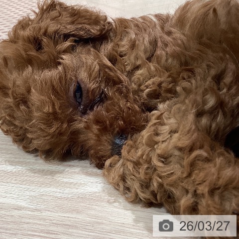 岡山県のトイプードル(トイ) (ペットプラス 岡山店/2026年1月14日生まれ/女の子/レッド)の子犬の3枚目の画像