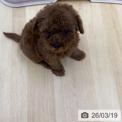 トイ・プードルの写真