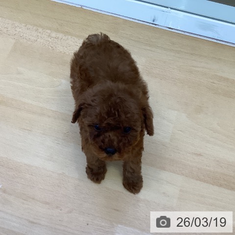 トイ・プードルの写真