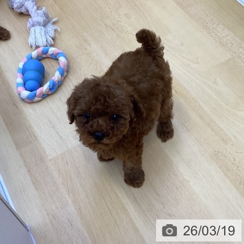 トイ・プードルの写真