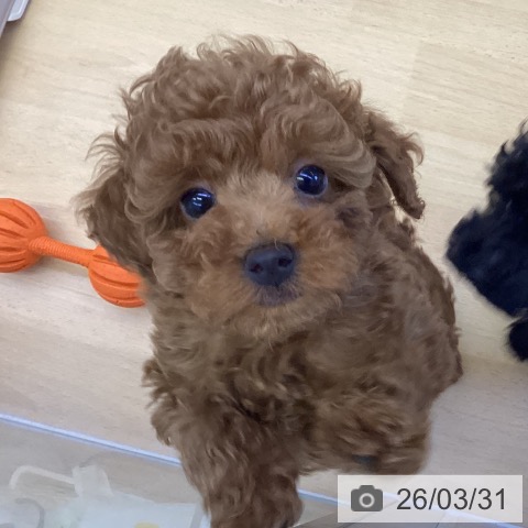 香川県のトイプードル(トイ) (ペットプラス 綾川店/2026年1月14日生まれ/女の子/レッド)の子犬の4枚目の画像