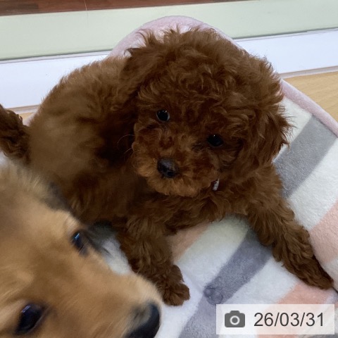 香川県のトイプードル(トイ) (ペットプラス 綾川店/2026年1月14日生まれ/女の子/レッド)の子犬の3枚目の画像