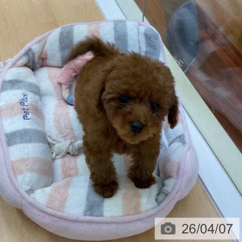 香川県のトイプードル(トイ) (ペットプラス 綾川店/2026年1月14日生まれ/女の子/レッド)の子犬の4枚目の画像