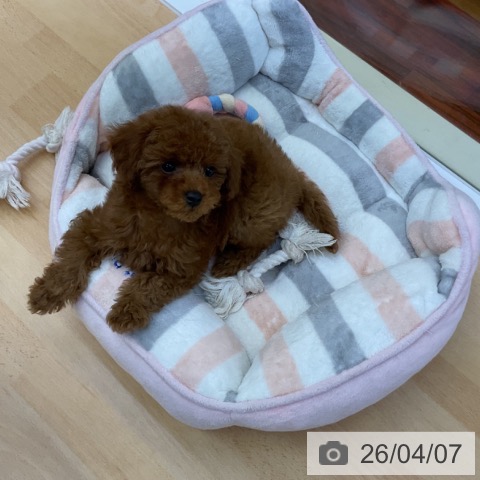 香川県のトイプードル(トイ) (ペットプラス 綾川店/2026年1月14日生まれ/女の子/レッド)の子犬の3枚目の画像