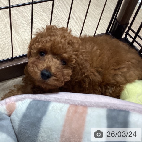 岡山県のトイプードル(トイ) (ペットプラス 岡山店/2026年1月13日生まれ/男の子/レッドフォーン)の子犬の4枚目の画像