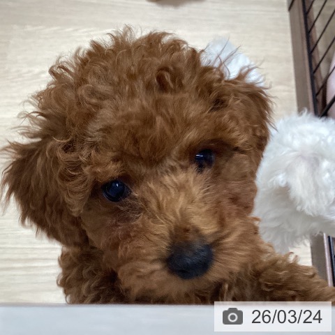 岡山県のトイプードル(トイ) (ペットプラス 岡山店/2026年1月13日生まれ/男の子/レッドフォーン)の子犬の3枚目の画像