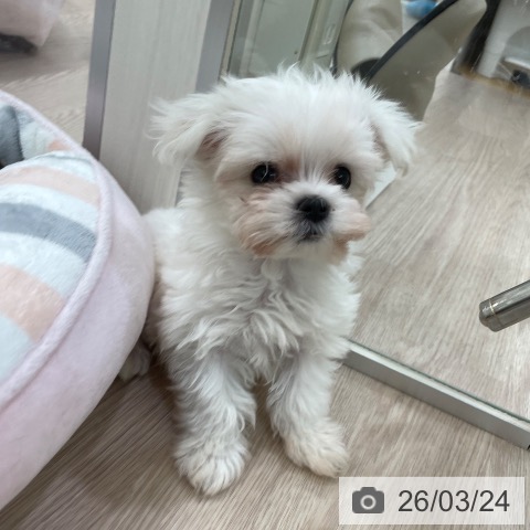 マルチーズの写真