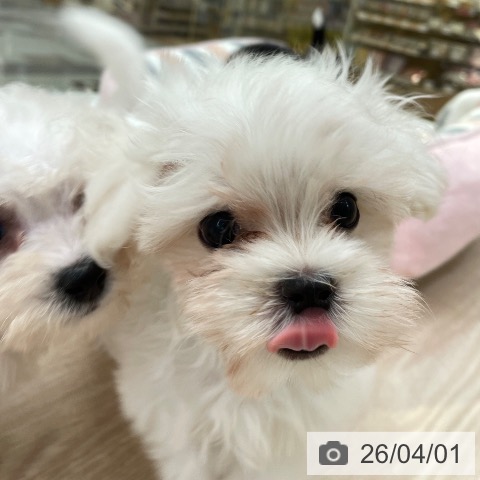 愛知県のマルチーズ (ペットプラス 豊田店/2026年1月16日生まれ/男の子/ホワイト)の子犬の3枚目の画像