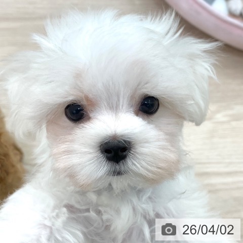 愛知県のマルチーズ (ペットプラス 豊田店/2026年1月16日生まれ/男の子/ホワイト)の子犬の4枚目の画像