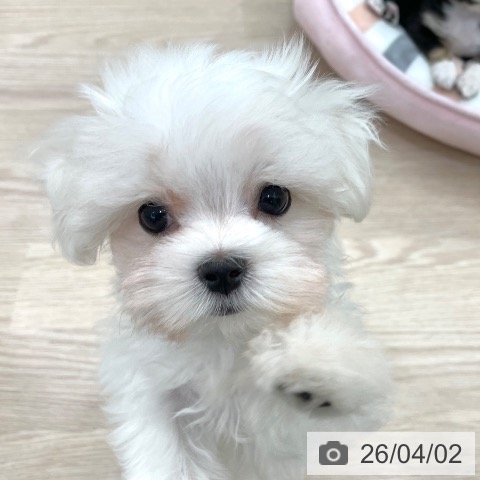 愛知県のマルチーズ (ペットプラス 豊田店/2026年1月16日生まれ/男の子/ホワイト)の子犬の3枚目の画像