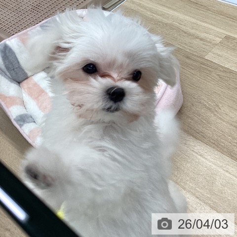 東京都のマルチーズ (ペットプラス むさし村山店/2026年1月16日生まれ/女の子/ホワイト)の子犬の3枚目の画像