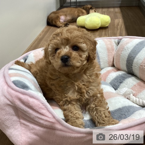 トイ・プードルの写真