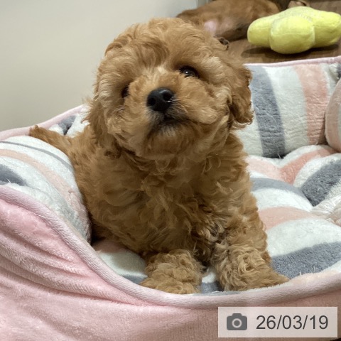 トイ・プードルの写真