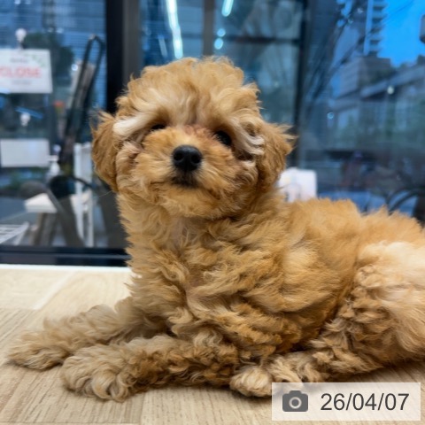 神奈川県のトイプードル(トイ) (ペットプラス 武蔵小杉店/2026年1月16日生まれ/女の子/アプリコット)の子犬の4枚目の画像