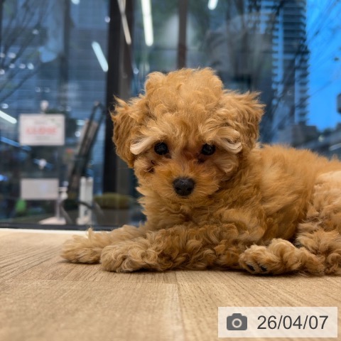 神奈川県のトイプードル(トイ) (ペットプラス 武蔵小杉店/2026年1月16日生まれ/女の子/アプリコット)の子犬の3枚目の画像