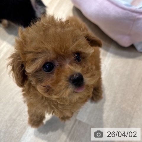 東京都のトイプードル(トイ) (ペットプラス アクアシティお台場店/2026年1月16日生まれ/女の子/レッド)の子犬の4枚目の画像