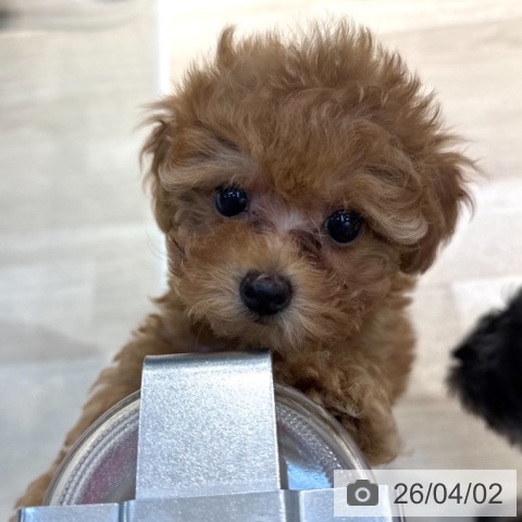 東京都のトイプードル(トイ) (ペットプラス アクアシティお台場店/2026年1月16日生まれ/女の子/レッド)の子犬の3枚目の画像