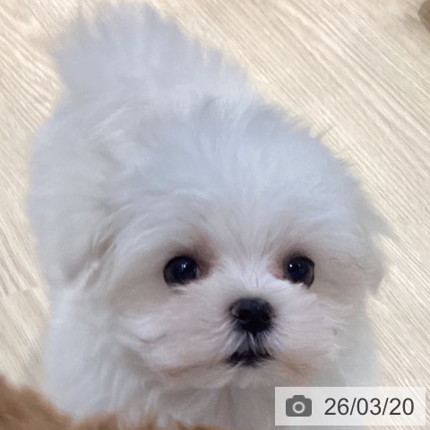 マルチーズの写真