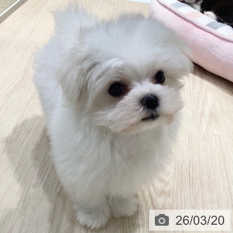 マルチーズの写真