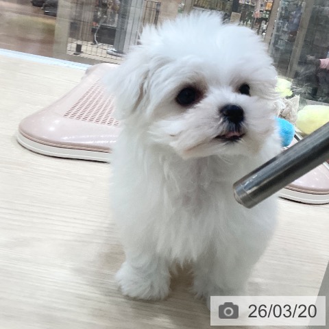 マルチーズの写真