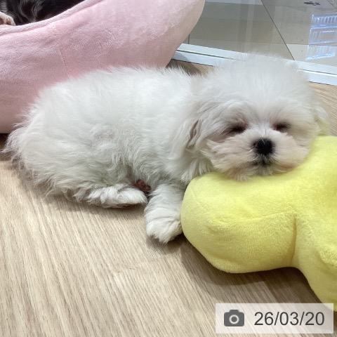 マルチーズの写真