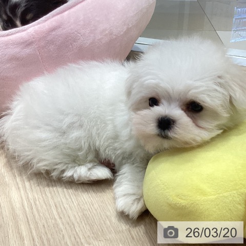 マルチーズの写真