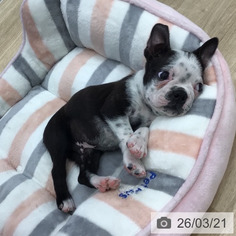 ボストン・テリアの写真