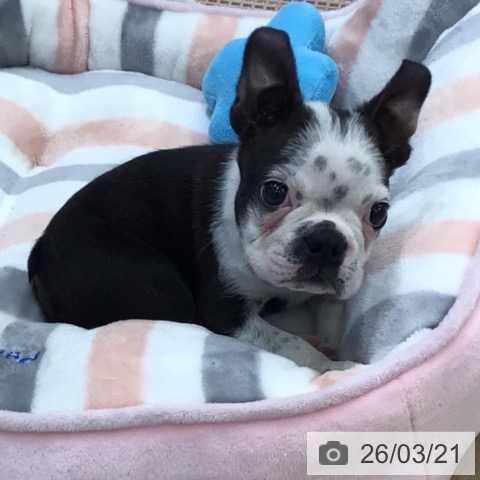 ボストン・テリアの写真