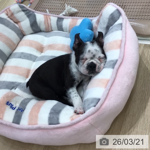 ボストン・テリアの写真