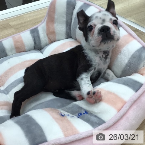 ボストン・テリアの写真