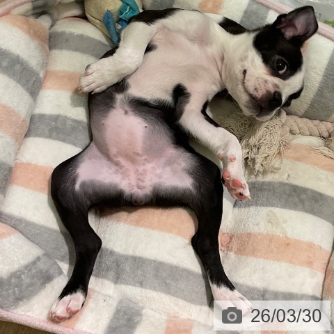 愛知県のボストンテリア (ペットプラス 三好店/2026年1月15日生まれ/女の子/ボストンカラー)の子犬の4枚目の画像