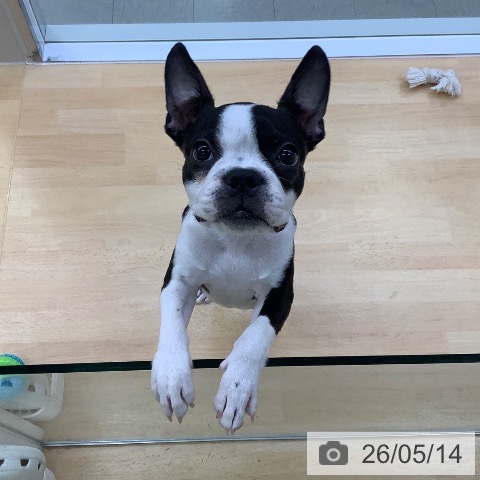 愛知県のボストンテリア (ペットプラス 三好店/2026年1月15日生まれ/女の子/ボストンカラー)の子犬の4枚目の画像