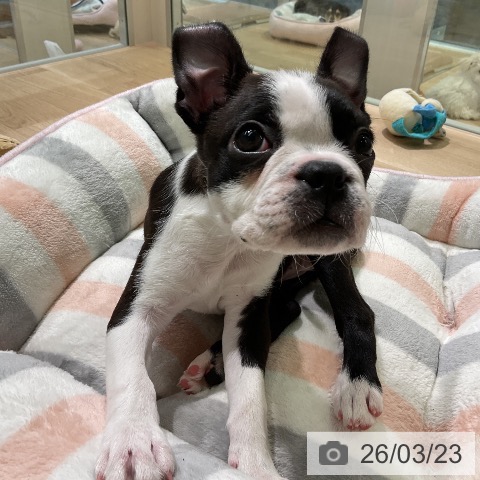 ボストン・テリアの写真