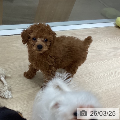 徳島県のトイプードル(トイ) (ペットプラス 徳島店/2026年1月11日生まれ/男の子/レッド)の子犬の3枚目の画像