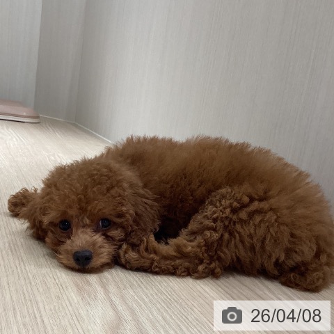 徳島県のトイプードル(トイ) (ペットプラス 徳島店/2026年1月11日生まれ/男の子/レッド)の子犬の3枚目の画像