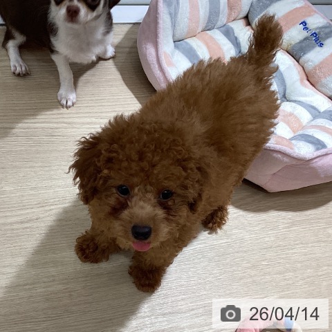 岡山県のトイプードル(トイ) (ペッツワン 岡山南店/2026年1月11日生まれ/男の子/レッド)の子犬の4枚目の画像