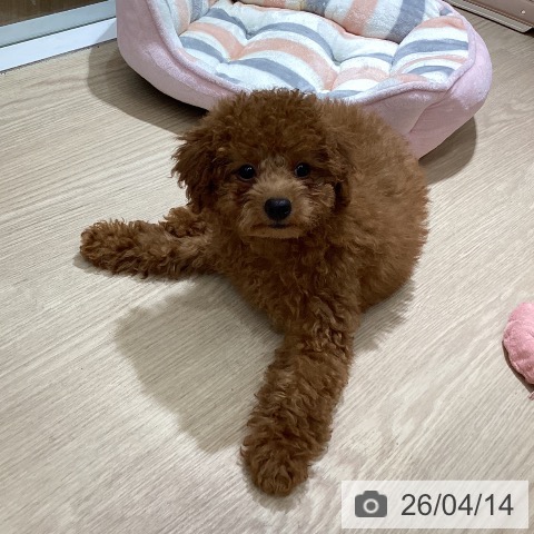 岡山県のトイプードル(トイ) (ペッツワン 岡山南店/2026年1月11日生まれ/男の子/レッド)の子犬の3枚目の画像