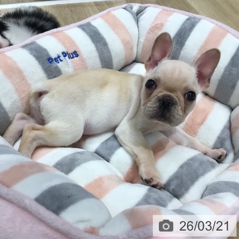 フレンチ・ブルドッグの写真