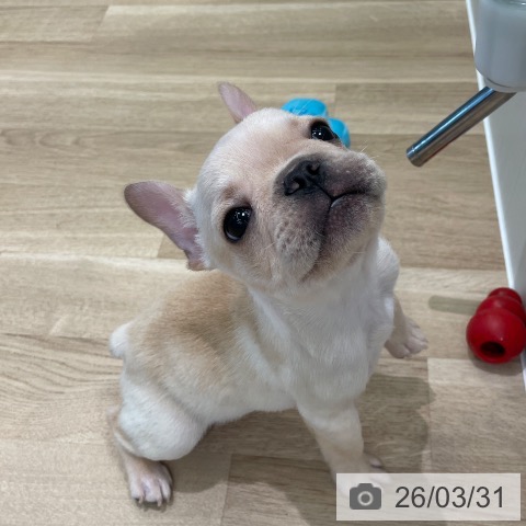東京都のフレンチブルドッグ (ペットプラス 大井町トラックス店/2026年1月10日生まれ/男の子/クリーム)の子犬の3枚目の画像