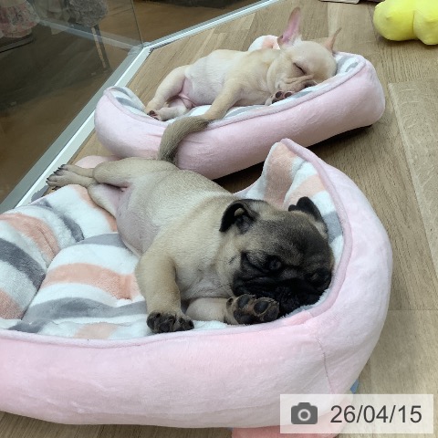 東京都のフレンチブルドッグ (ペットプラス 日の出店/2026年1月10日生まれ/男の子/クリーム)の子犬の3枚目の画像