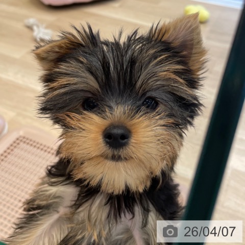 神奈川県のヨークシャーテリア (ペットプラス テラスモール湘南店/2026年1月12日生まれ/女の子/スチールブルータン)の子犬の4枚目の画像