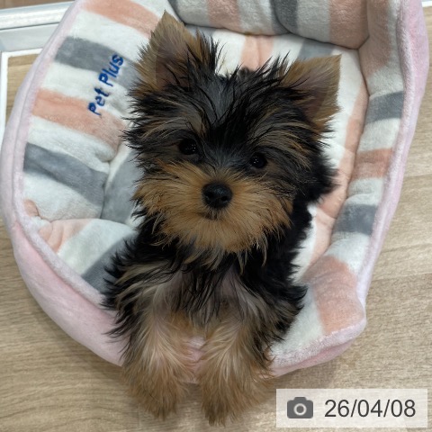 神奈川県のヨークシャーテリア (ペットプラス テラスモール湘南店/2026年1月12日生まれ/女の子/スチールブルータン)の子犬の3枚目の画像